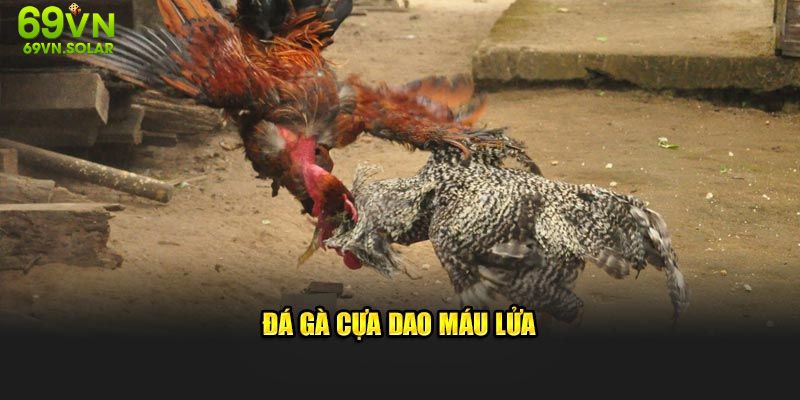 Đá gà cựa dao máu lửa